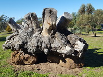 Mallee stump